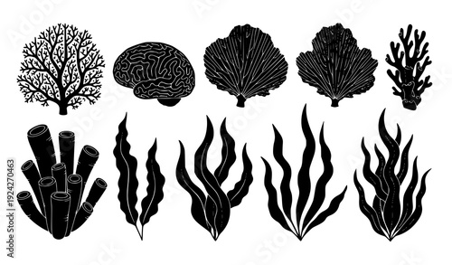 Sea Coral and Seaweed Black Silhouette Vector Set Isolated on White