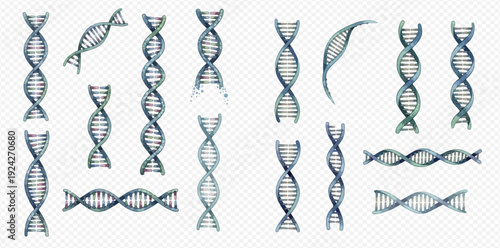 A comprehensive set of isolated DNA double helix structures for science and genetics.