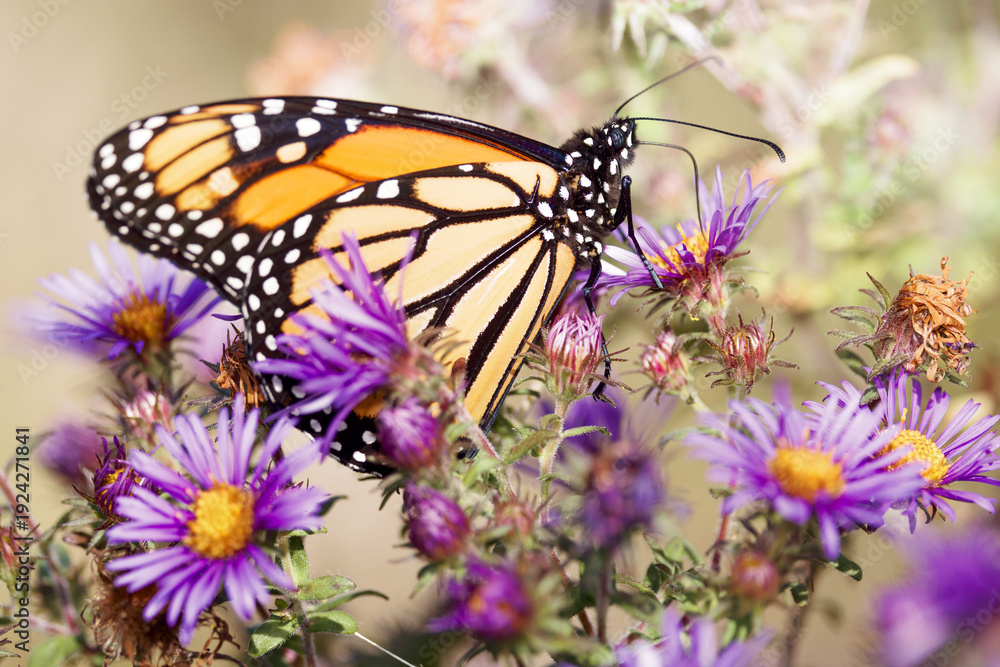 Obraz premium Close-up macro of a monarch butterfly feeding on purple wild aster flowers in a sunny meadow with soft bokeh background