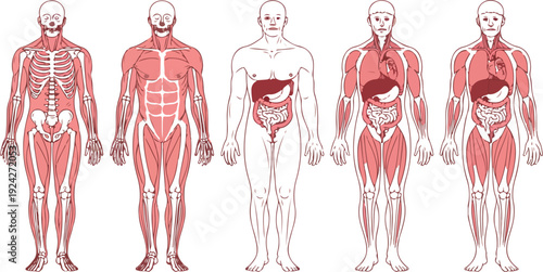 Medical Anatomy Diagram of Human Body Detailed Skeleton Structure with Skull and Spine