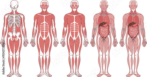 Full Body Human Anatomy Diagram Skeletal System Visible with Skull, Spine and Major Bones