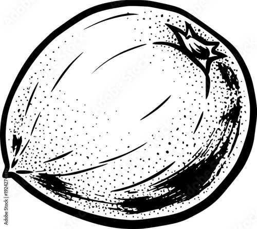 Sapodilla Fruit Illustration with Sumi-e Style Brush Strokes in
