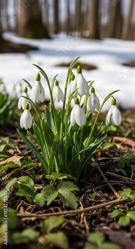 Snowdrops Blooming in Early Spring. Concept featuring snowdrops, spring flowers, nature, blooming, white flowers.