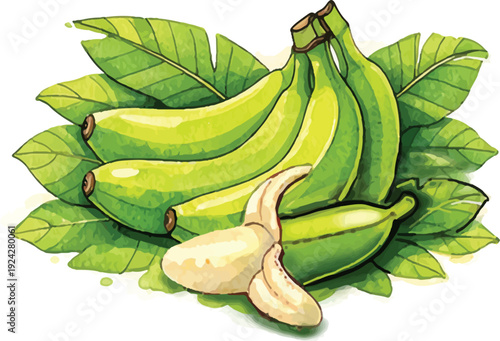 Green Banana Bunch Peeled Watercolor Tropical Illustration