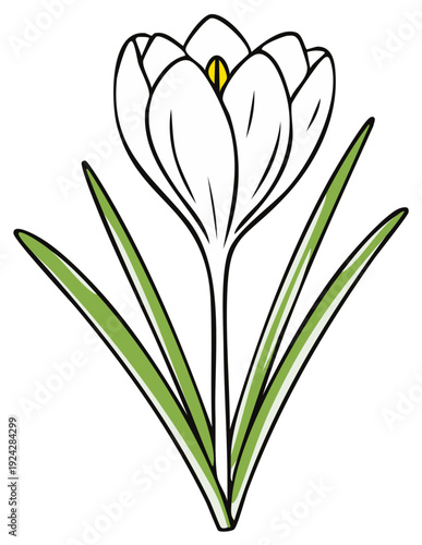 Stylized white crocus flower with green leaves simple line drawing