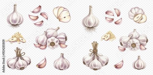 Illustrated collection of fresh garlic bulbs, cloves, and bunches isolated on a transparent background.