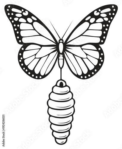 Monarch Butterfly with Chrysalis Drawing - Insect Life Cycle Illustration