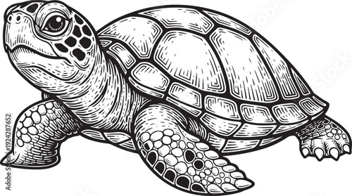 Engraved Illustration of a Sea Turtle: A Detailed Line Art Marin