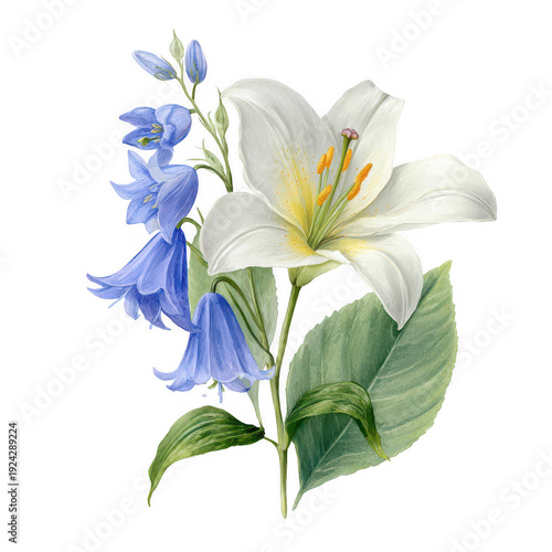Beautiful white lily and blue bell flowers arrangement with green leaves transparent background