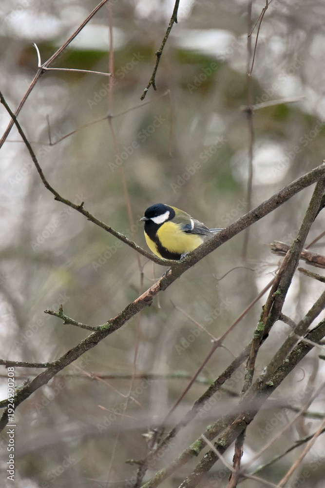 Fototapeta premium A great tit sits on a tree branch in winter Its belly is yellow with a black stripe Forest park garden fauna nature bird