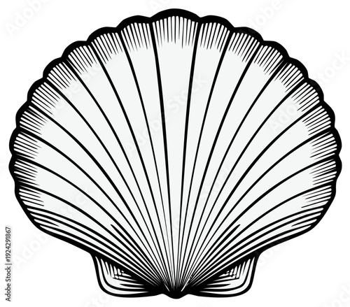 Elegant seashell illustration with detailed lines, monochrome art design for marine concepts