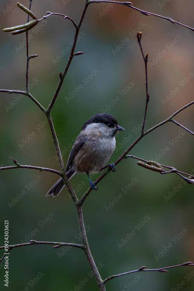 Fototapeta premium Beautiful The marsh tit (Poecile palustris) on a branch. Noord Brabant in the Netherlands.