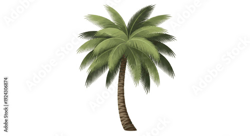 Isolated illustration of a tall, slender palm tree with a curved trunk and a dense crown of green fronds against a white background