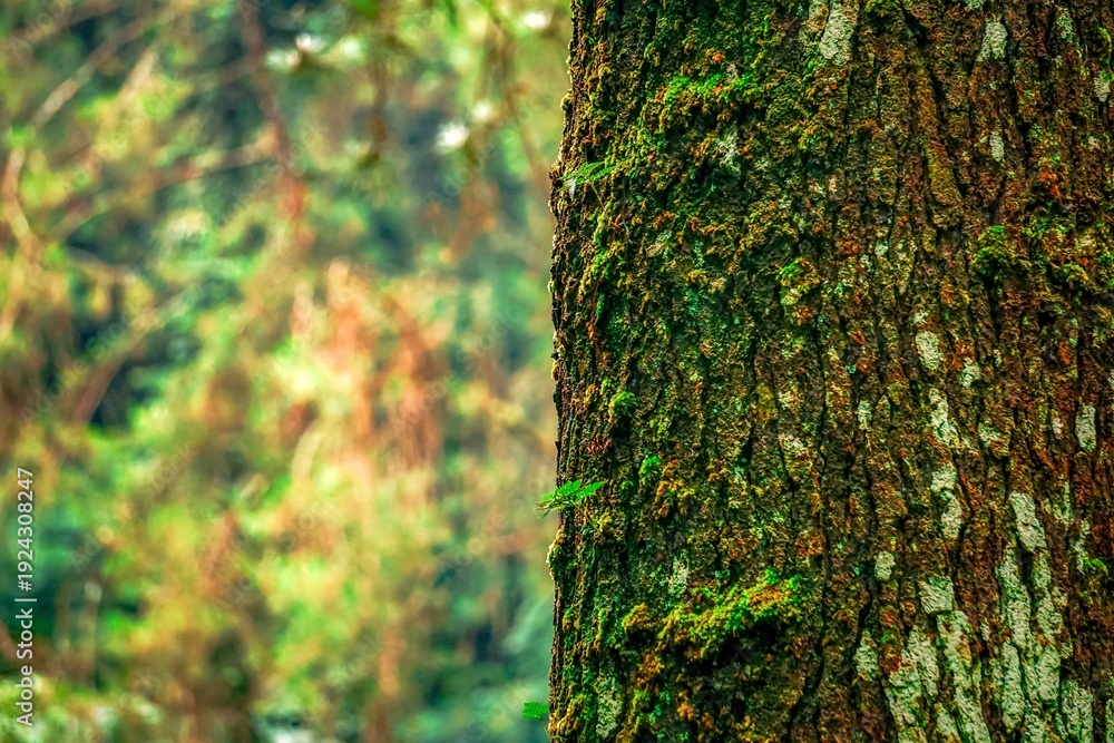 Obraz premium Mossy tree bark texture in the forest.
