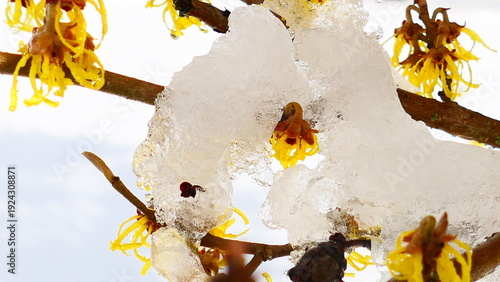 Winterblühende Blütensträucher, Zaubernuss