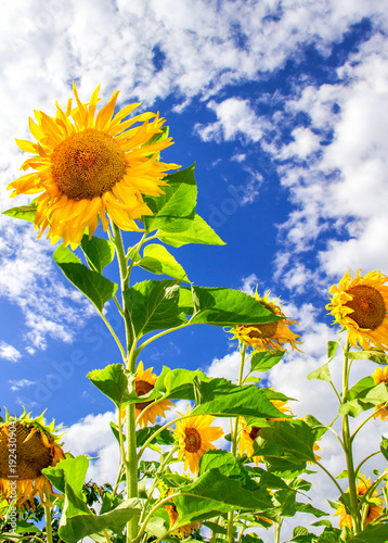 Beautiful yellow sunflowers against blue sky background