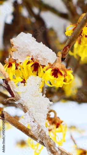 Winterblühende Ziersträucher