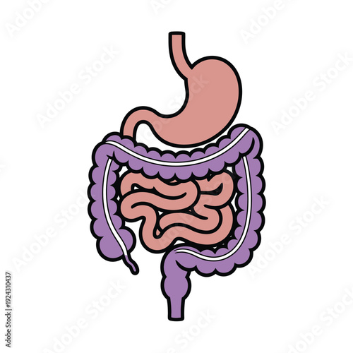 An illustration of the human digestive system, showcasing the stomach and intestines.