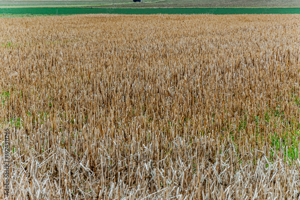 Fototapeta premium Feld mit abgestorbenen Pflanzen