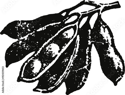 Black and white illustration of pea pods with peas inside and leaves in vintage engraving