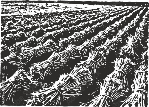 Bundles of harvested wheat arranged in rows across the field, rural agricultural landscape