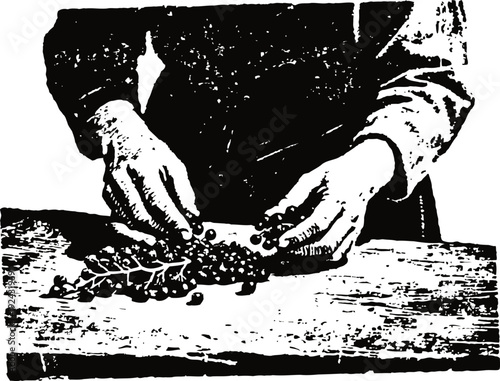 Hands harvesting grapes on wooden table vineyard grape picking process illustration in black and white