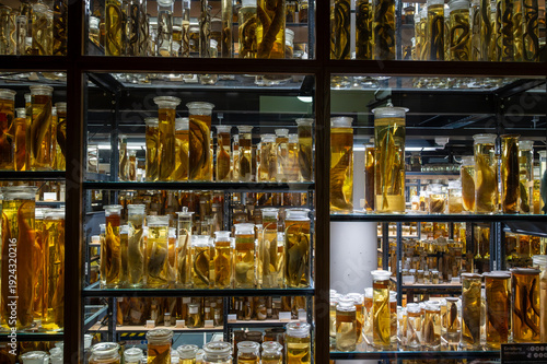 Biological specimens immersed in preserving fluid fill numerous jars displayed on illuminated shelves, showcasing a scientific collection