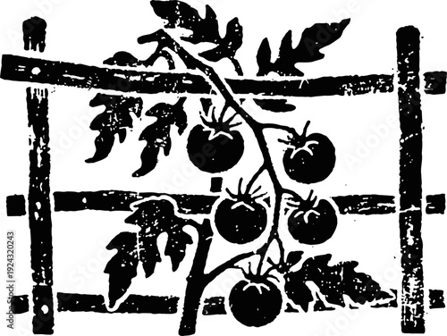Black and white vintage tomato plant illustration with trellis support and ripe tomatoes hanging on the vine