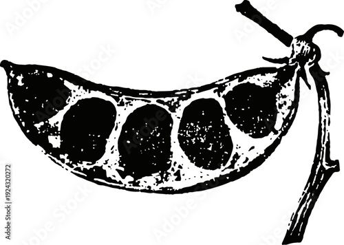 Vintage black and white illustration of a broad bean pod with beans inside and attached stem