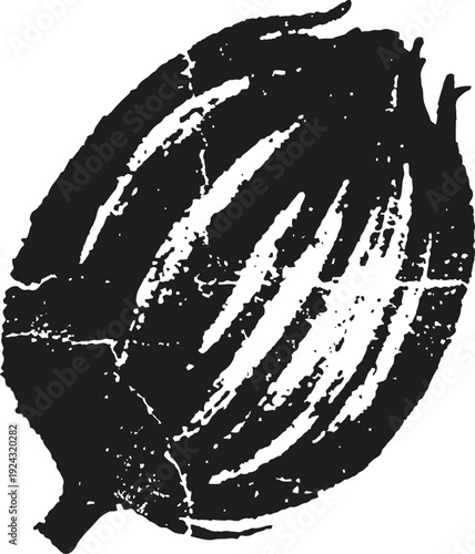 Cocoa pod illustration with textured vintage engraving showing natural chocolate fruit outer shell