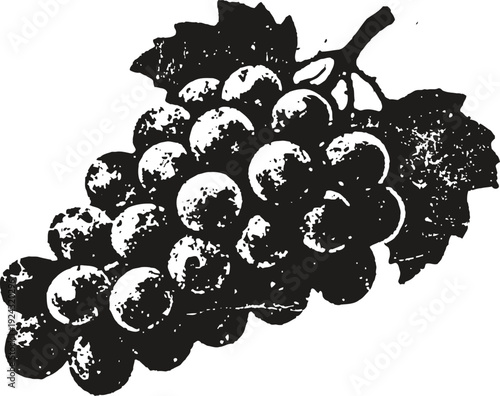 Vintage black and white illustration of a grape cluster with leaves, detailed fruit and vine botanical art