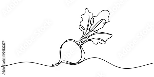 Beetroot continuous one line drawing, A single continuous line drawing of a beet or radish on a white background Vector, illustration, Radish Line Drawing, Continuous one line drawing of beet root.