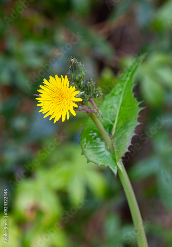 The plant known locally as ...