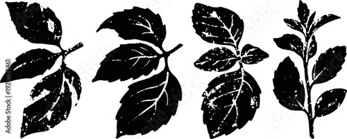 black and white botanical leaf illustrations vintage nature plant foliage detailed floral design elements