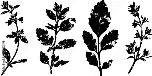 black silhouette herbs set various leafy medicinal plants and botanical foliage collection