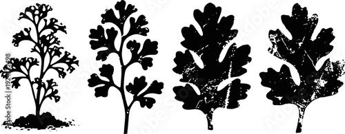 silhouettes of various parsley leaves in detailed botanical isolated on white