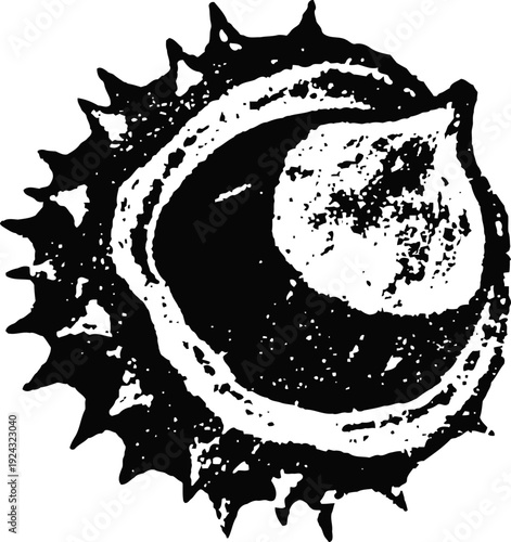 Chestnut with spiky shell illustration in black and white, autumn harvest natural food design