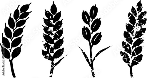 black wheat ears silhouette set with grain spikes icons distressed agricultural crop symbols
