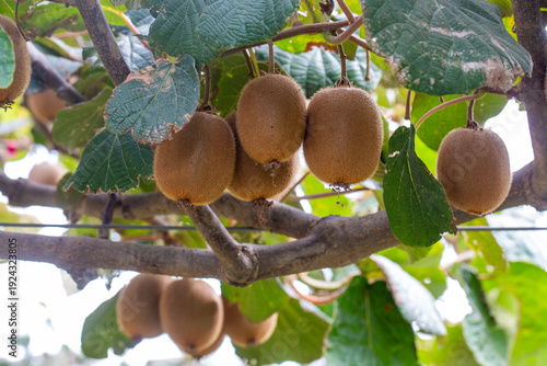 Kiwi harvesting season. Kiw...