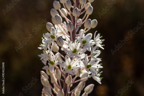 Photography Drimia maritima, also known as sea squill (urginea maritima, rimia maritima, sea