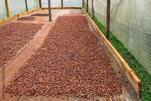 Obraz na plátně cacao beans during the drying process