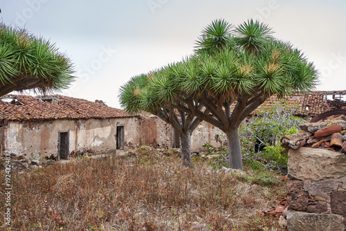 Dragon trees at abandoned Anaga hacienda