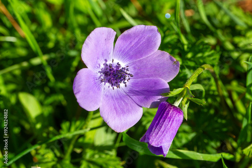 Purple anemone flower in na...