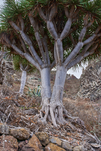 Ancient wild dragon tree trunk in Anaga