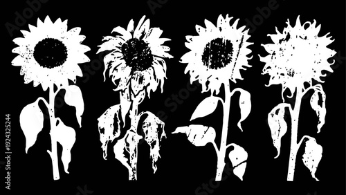 Four sunflowers in various stages of bloom and decay on black background