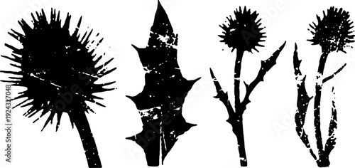 Silhouette of thistle flowers and leaves with spiky textured shapes isolated on white
