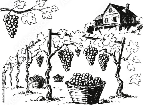 grape vineyard with ripe bunches hanging on vines and baskets full of harvested grapes near country house