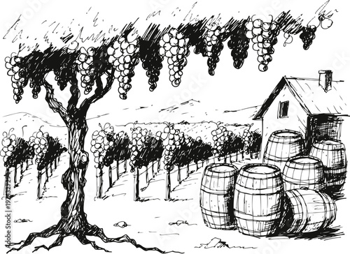 Vintage vineyard landscape with grapevine, barrels, and farmhouse in rustic countryside scene