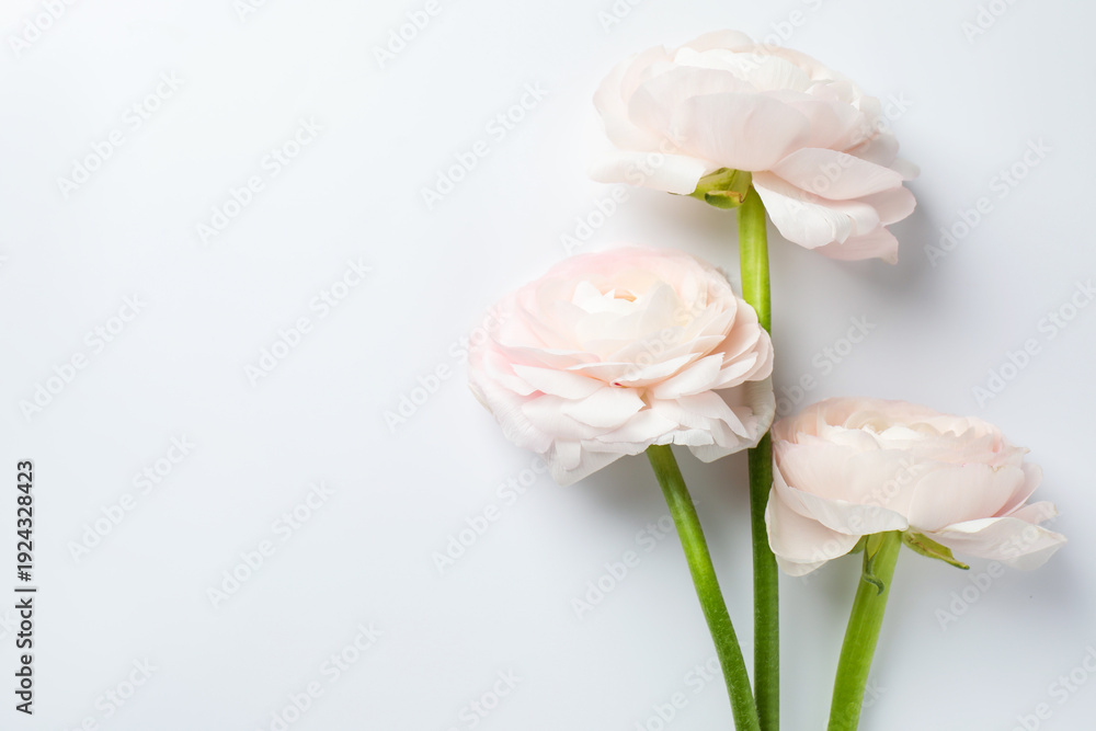 Fototapeta premium Beautiful ranunculus flowers on white background, flat lay. Space for text