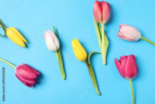 Beautiful colorful tulip flowers on light blue background, flat lay